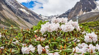Many beloved garden flowers originated in this mountain hot spot—the oldest of its kind on Earth - sciencemag.org