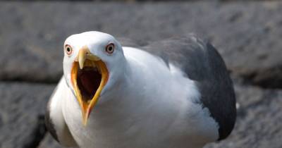Psycho seagull boom to hit Britain after Covid-19 stops councils destroying eggs - dailystar.co.uk - Britain