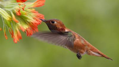 Hummingbirds can count their way to food - sciencemag.org