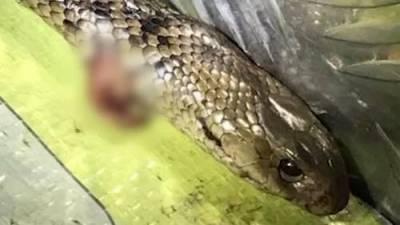 Driver fights off deadly snake while speeding on highway in Australia - globalnews.ca - Australia