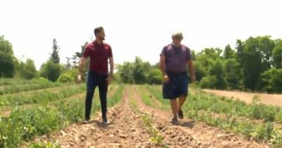 Ontario farmers ‘concerned’ as crops continue to die amid drought: ‘It’s bad’ - globalnews.ca - Canada - city Kingston