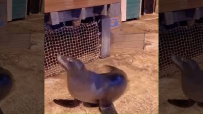 'Wow, You Can Really Dance': Georgia Aquarium sea lion shows off moves - fox29.com - city Atlanta - Georgia