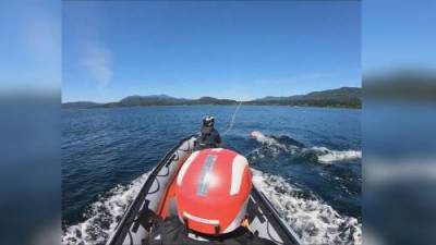 Three humpback whales entangled in fishing gear off B.C. coast - globalnews.ca - county Island - city Vancouver, county Island