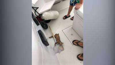 ‘Can’t say you see that everyday’: Crew ‘catches’ cat stuck in open ocean during fishing trip - fox29.com - county Orange
