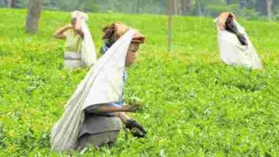 Floods, coronavirus dent India's tea output in first half of 2020 - livemint.com - India - Sri Lanka - Kenya
