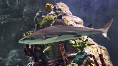 SEA LIFE Orlando aquarium sinks its teeth into shark week - clickorlando.com