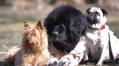 North Carolina dog diagnosed with COVID-19 dies - fox29.com - state North Carolina - county Tarrant
