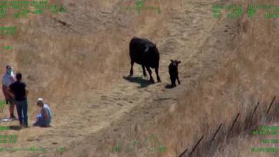 Injured seniors rescued by helicopter after being chased by a cow and its calf - fox29.com - state California - county Canyon - county Solano - county Fairfield