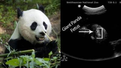 National Zoo’s panda Mei Xiang showing possible signs of pregnancy - fox29.com - Washington
