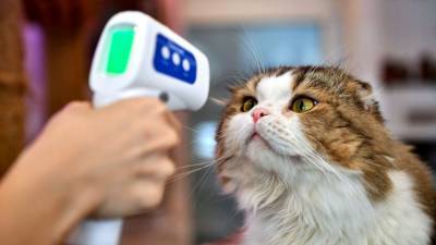 What does the COVID-19 summer surge mean for your cats and dogs? - sciencemag.org - Usa - Germany - city New York