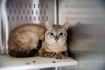 Diane Summers - Orange County Animal Services seeking homes for Siamese cats after 40 cats surrendered - clickorlando.com - county Orange