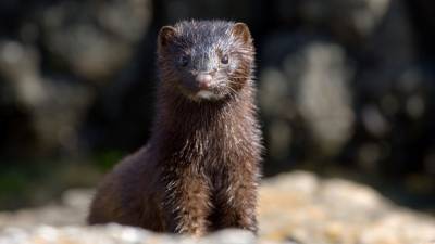 COVID-19 hits U.S. mink farms after ripping through Europe - sciencemag.org - Usa - Spain - Netherlands - Denmark - state Utah