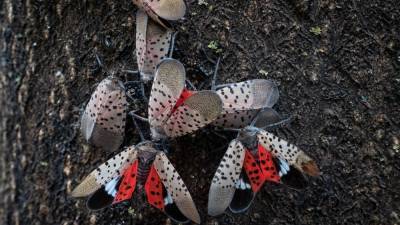 New Jersey Department of Agriculture offers tips for eliminating spotted lanternflies - fox29.com - state Pennsylvania - state New Jersey - county Camden - county Gloucester - county Mercer - county Berks - Burlington - Salem