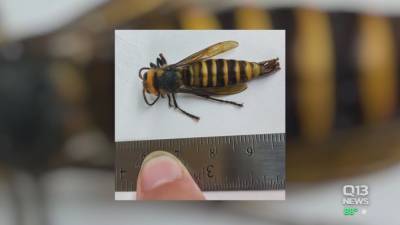 State agriculture department captures first male Asian giant hornet detected in the U.S. - fox29.com - state Washington