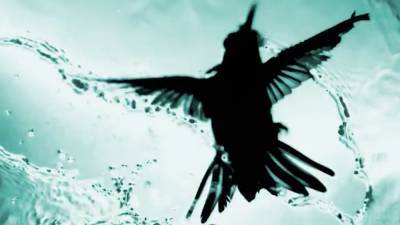 Watch hummingbirds ‘dance’ through waterfalls - sciencemag.org
