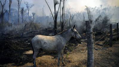 Jair Bolsonaro - Amazon rainforest continues to burn in 2020 despite promises to save it - fox29.com - Brazil