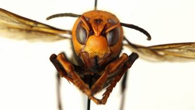 Nikki Fried - Florida has big hornets but not murder hornets, experts say - clickorlando.com - state Florida - state Washington