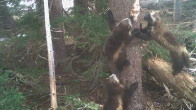 Wolverines return to Mt. Rainier National Park after 100-year absence - fox29.com