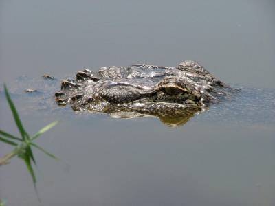 Man nearly loses arm in gator attack on Lake Jesup - clickorlando.com - state Florida - county Seminole