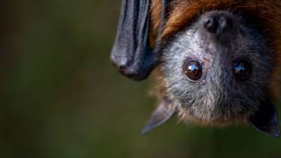 Australia’s biggest bats fly thousands of kilometers a year—farther than wildebeest and caribou - sciencemag.org - Australia