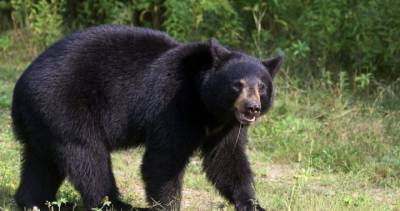 Woman killed in Saskatchewan’s 1st fatal bear attack since 1983 - globalnews.ca - county Buffalo