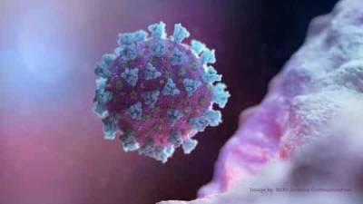 Nasal vaccine prevents coronavirus infection in mice, says study - livemint.com - Washington