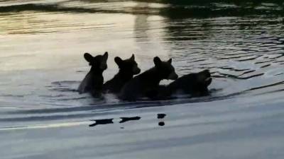 Mama bear carries 3 cubs on her back to swim across Wisconsin lake - fox29.com - state Wisconsin