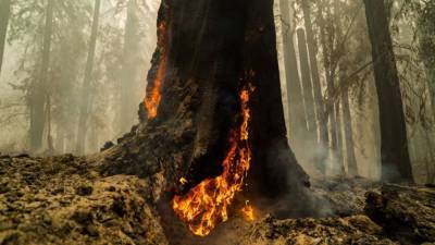 Ancient redwoods survive wildfire at California’s oldest state park - fox29.com - state California - county Redwood