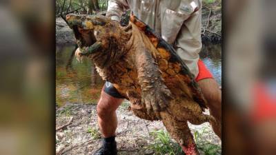 FWC researchers capture 100-pound alligator snapping turtle - fox29.com - state Florida