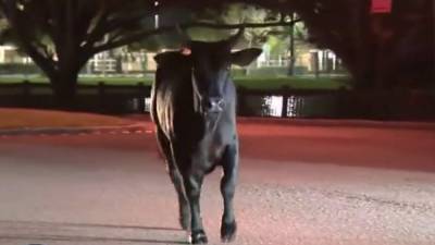 Video: Bull runs loose in Florida neighborhood - clickorlando.com - state Florida - county Broward - county Cooper