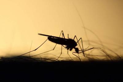 Can mosquitoes spread the coronavirus? - clickorlando.com