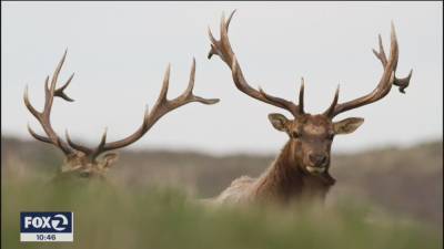 California wildfires and dwindling water supply threatening Tule elk - fox29.com - state California