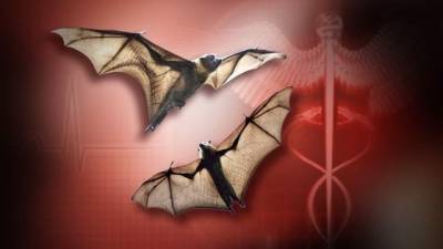 Bat tests positive for rabies in Micanopy - clickorlando.com - state Florida - county Marion