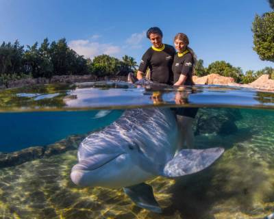 SeaWorld’s Discovery Cove adds bonus offer for Florida residents - clickorlando.com - state Florida