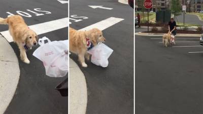 North Carolina golden retriever does her part delivering Chick-fil-A orders to owner - fox29.com - Usa - state North Carolina - county Hill - city Chapel Hill, state North Carolina