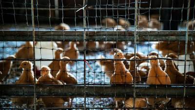 John Greim - Chicken plant in central California to shut down over virus outbreak - fox29.com - Usa - state California - county Merced