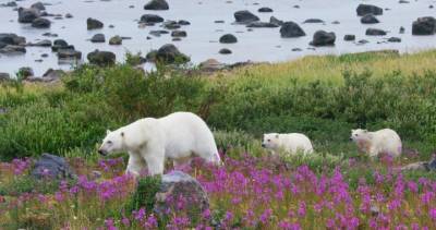 Bleak future predicted for polar bears in Canada’s Arctic - globalnews.ca - Canada - county Bay - county Hudson - county Davis