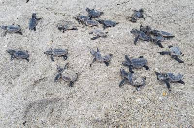 Leave them alone: State wildlife officials say not to gather exposed sea turtle eggs after Tropical Storm Isaias - clickorlando.com - state Florida
