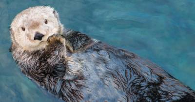 Vancouver - Vancouver Aquarium to close to the public on Sept. 8 - globalnews.ca