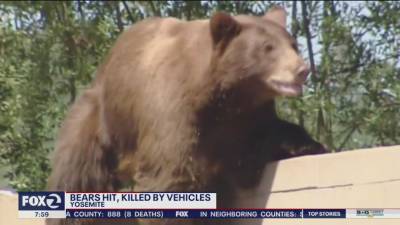 Bears struck and killed by speeding drivers in Yosemite National Park - fox29.com