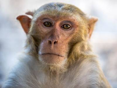 COVID-19 vaccine successfully protects macaques against virus - medicalnewstoday.com