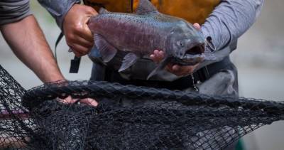 Bernadette Jordan - Coronavirus: Applications for $469M fish harvesters’ aid program to open Aug. 24 - globalnews.ca - Canada - Jordan - county Ocean
