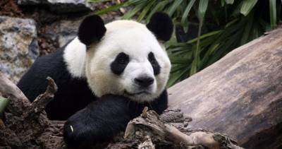 Calgary Zoo - Welfare of giant pandas stuck at Calgary Zoo ‘in jeopardy’ amid dwindling bamboo supply - globalnews.ca - China - Britain - city Columbia, Britain