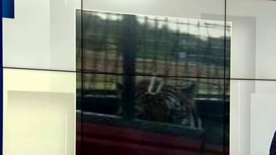 What the honk: Tigers in traffic and another reminder, don’t stop on train tracks - clickorlando.com
