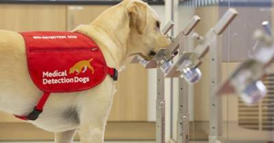Trials start to see if sniffer dogs can detect coronavirus - researchers need help from people living in North West - manchestereveningnews.co.uk