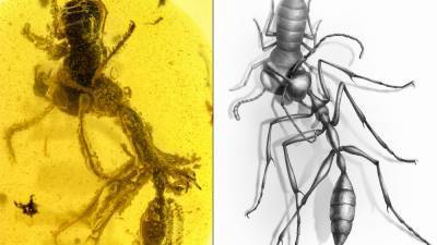Fossil captures ancient ‘hell ant’ in action - sciencemag.org