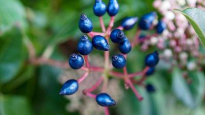 The secret to this fruit’s mysterious blue color - sciencemag.org