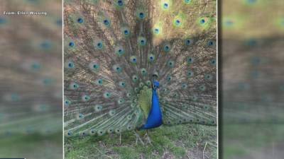 New Jersey woman searching for pet peacock - fox29.com - state New Jersey
