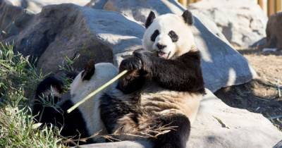 Fears stranded pandas could starve in zoo because of coronavirus pandemic - mirror.co.uk - China - Canada