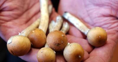 Top cops wants magic mushrooms legalised to help fight UK mental health crisis - dailyrecord.co.uk - Britain